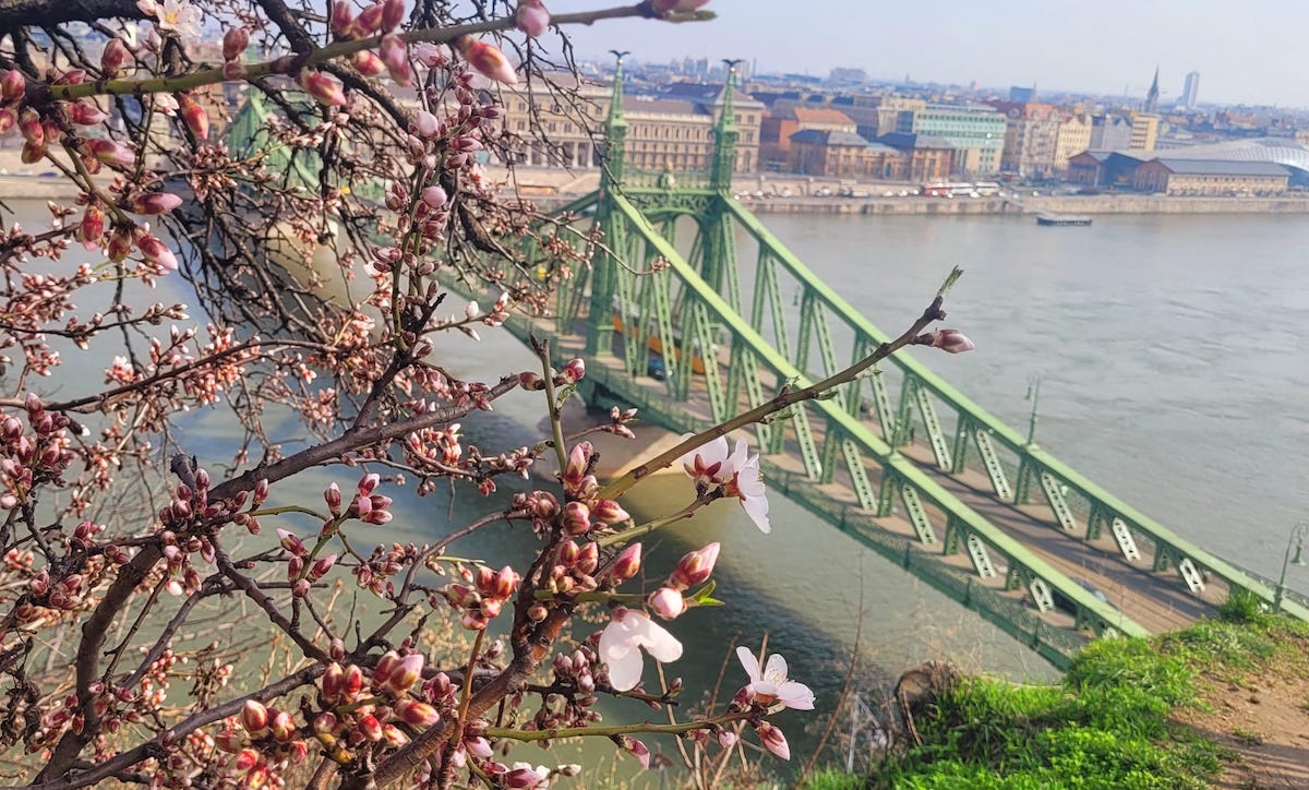 Chain bridge in spring, Budapest