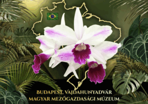 Orchid and Bromeliad Exhibition