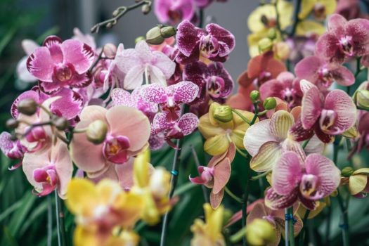 Výstava orchidejí