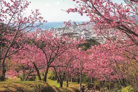 Sakura ünnep