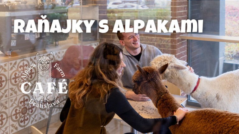 Raňajky s alpakami